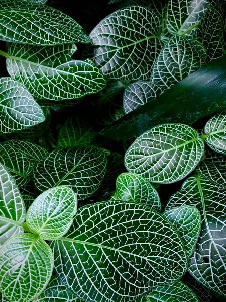 Tiro Vertical Folhas Fittonia — Fotografia de Stock