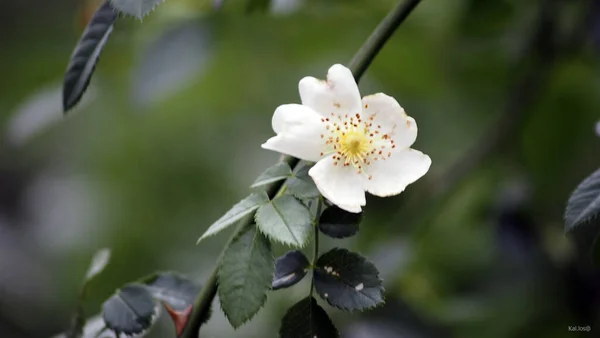 Närbild Bild Vacker Vit Multiflora Ros Blomma — Stockfoto