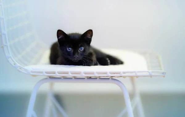 白い椅子に寝そべっている可愛い黒い子猫のクローズアップ — ストック写真