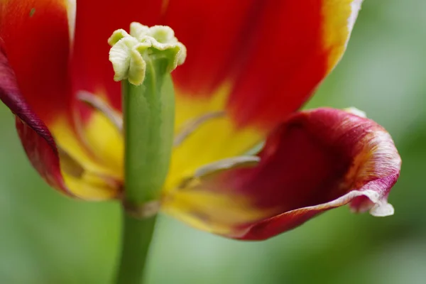 Une Mise Point Sélective Tulipe Rouge Jaune — Photo