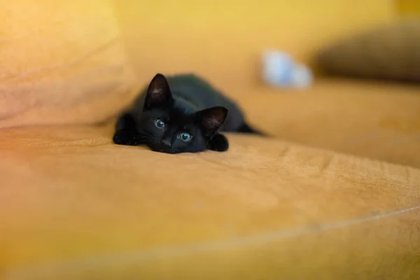 Closeup Shot Cute Black Kitten Lying Yellow Pillows Couch — Stock Photo, Image