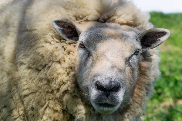 ぼやけた背景に毛むくじゃらの羊のクローズアップ — ストック写真
