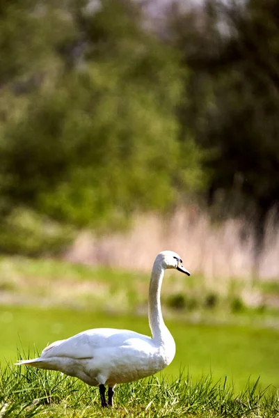 Tiro Vertical Cisne Blanco Tundra Campo Verde Herboso —  Fotos de Stock