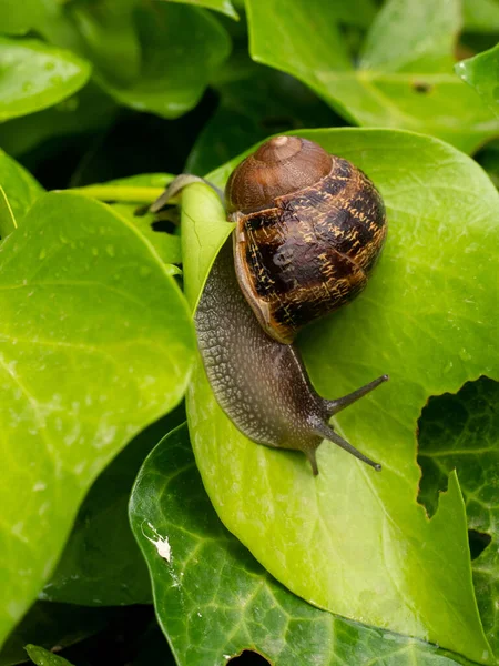 Vertical Shot Snail Crawling Leaf — 图库照片