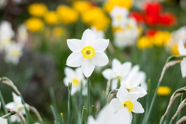 Een Selectieve Focus Shot Van Witte Narcis Tuin — Stockfoto