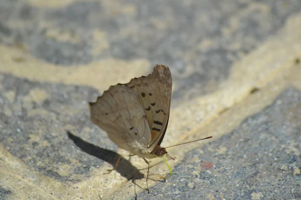 Primer Plano Una Mariposa Marrón Sobre Una Superficie Hormigón — Foto de Stock