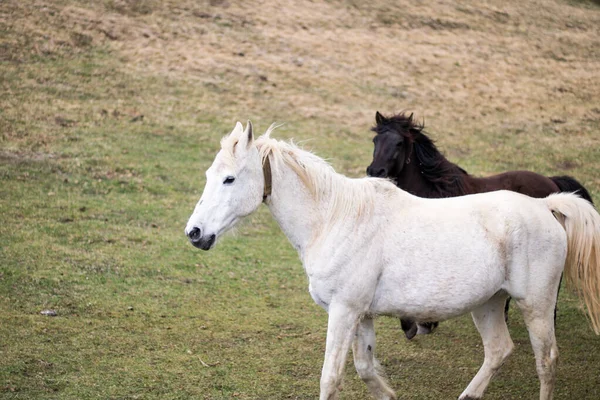 Closeup Shot White Horse Meadow — 스톡 사진