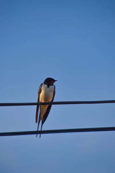 Closeup Shot Barn Swallow Rustica Hirundo Fence Wire Blue Sky — Stock Photo, Image