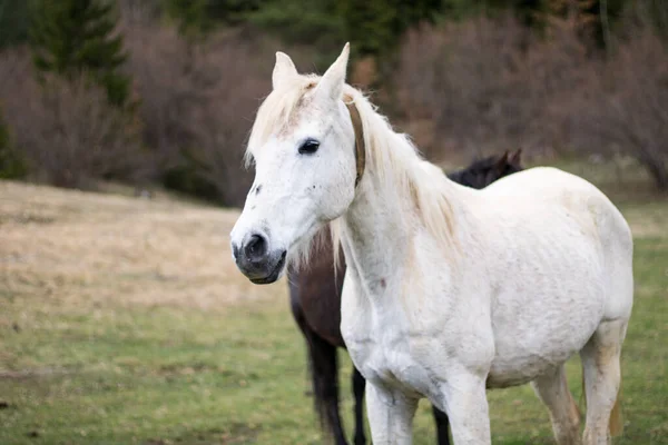 Sebuah Gambar Close Dari Kuda Putih Padang Rumput — Stok Foto