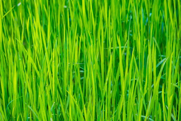 Field Fresh Green Grass Sunlight — 스톡 사진