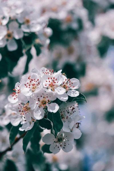 春に咲く美しい桜の花の選択的フォーカスショット — ストック写真