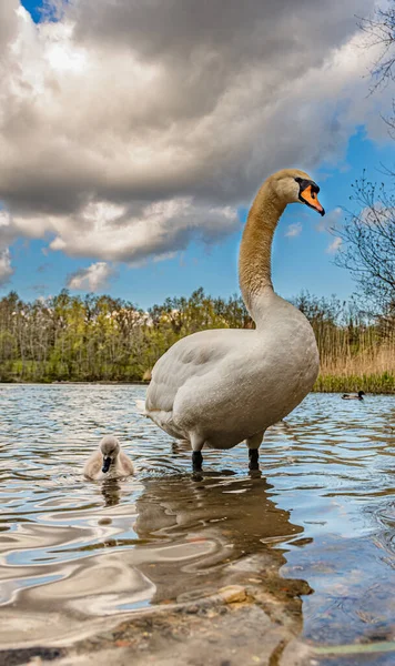 Eine Vertikale Aufnahme Eines Höckerschwans Mit Einem Teich Schwimmenden Cygnet — Stockfoto