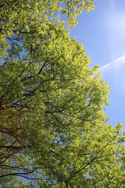 Una Toma Ángulo Bajo Ramas Árboles Verdes Con Cielo Azul — Foto de Stock