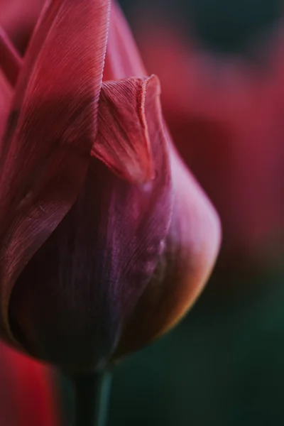 Closeup Shot Detail Red Tulip Blurred Background — Stock Photo, Image