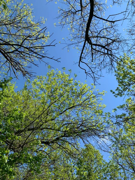 Low Angle Shot High Trees Green Leaves Forest — Stock Photo, Image