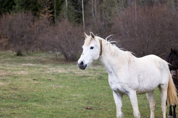 Closeup Shot White Horse Meadow — 图库照片