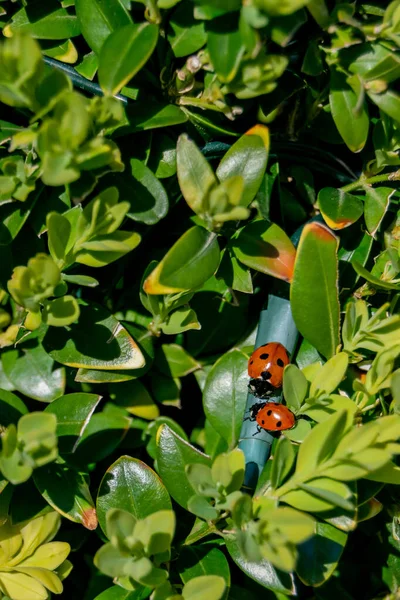 Μια Κάθετη Λήψη Από Μικροσκοπικές Πασχαλίτσες Σκαρφαλωμένες Πράσινα Φυτά — Φωτογραφία Αρχείου