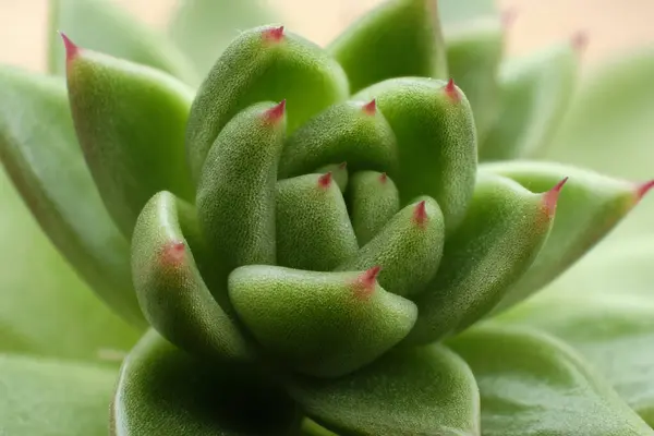 Closeup Shot Succulent Plant Blurred Background — 스톡 사진