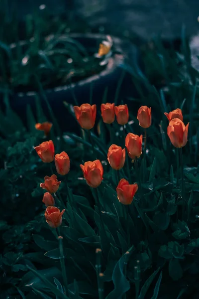Selective Focus Shot Red Tulips Pot — 스톡 사진