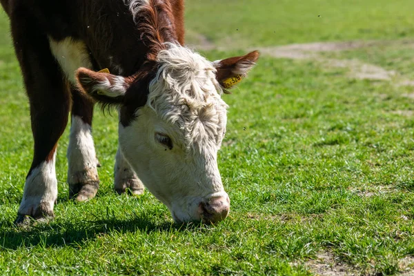 Closeup Shot Brown Cow Grazing Grass Field — 스톡 사진
