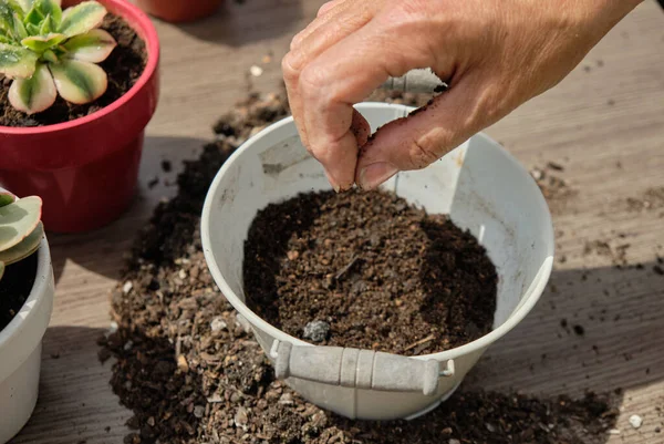 Gros Plan Des Mains Femme Plantant Des Graines Dans Pot — Photo