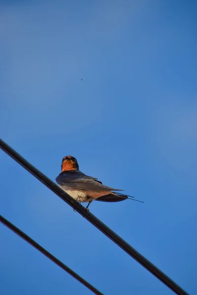 Plan Angle Bas Une Hirondelle Rustique Rustica Hirundo Sur Fil — Photo