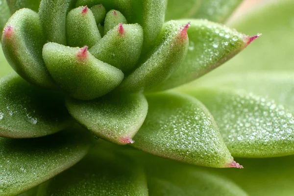 Primo Piano Una Pianta Succulenta Con Goccioline Acqua — Foto Stock