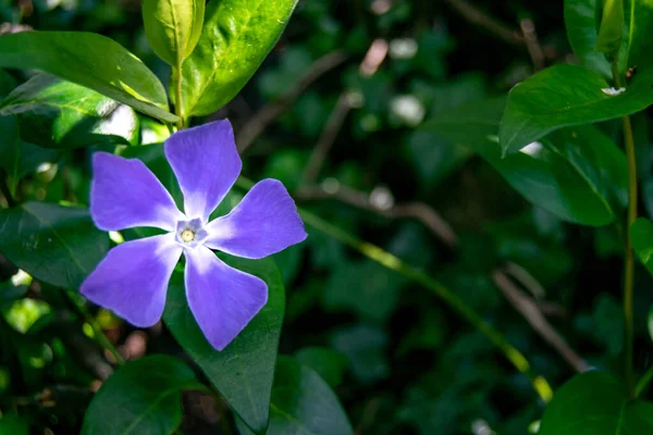 Mor Bir Periwinkle Yakın Plan Çekimi Arka Planda Yeşil Yapraklar — Stok fotoğraf