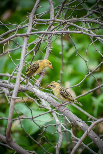 Selective Focus Common Oatmeal Birds Perched Tree Branches Blurred Blurred — ストック写真