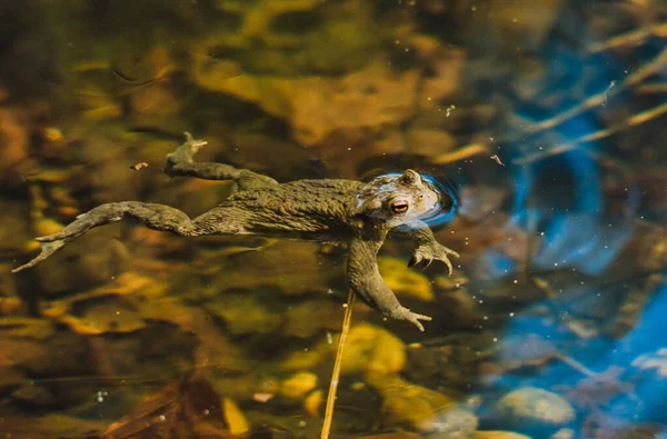Closeup Shot Swimming Frog — Stock Photo, Image