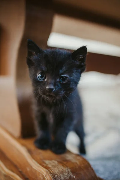 Egy Függőleges Felvétel Egy Imádnivaló Fekete Cicáról Egy Asztal Lábánál — Stock Fotó