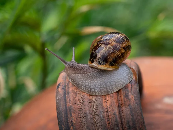 Closeup Shot Crawling Snail — Stock Photo, Image