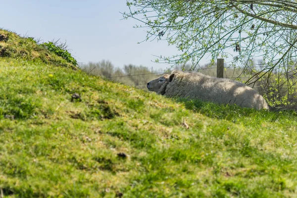 木の影の下に眠る毛皮の羊の風景 — ストック写真