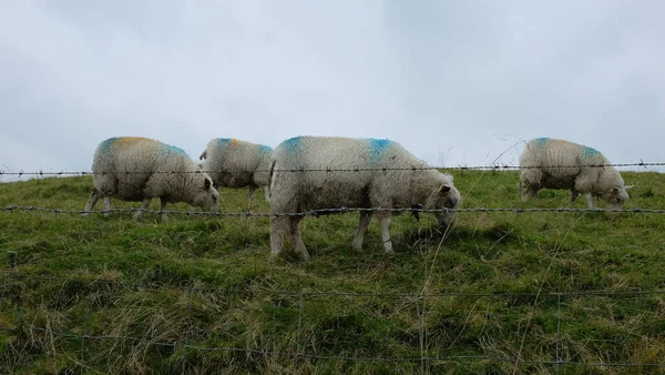 Primer Plano Ovejas Campo Con Césped Verde Separado Por Alambrado — Foto de Stock