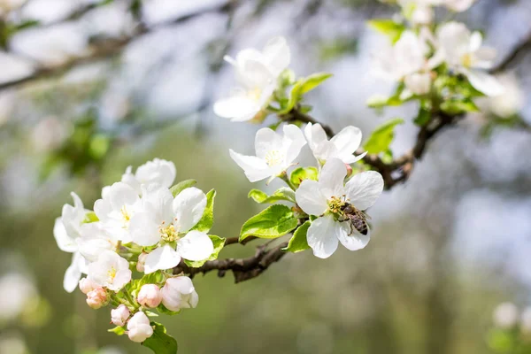 木の上の白い桜のクローズアップ — ストック写真