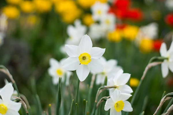 Primer Plano Narciso Blanco Jardín —  Fotos de Stock