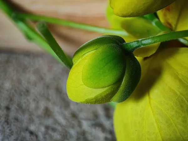 Bulanık Arka Planda Bir Bitkinin Yeşil Tomurcuğu — Stok fotoğraf