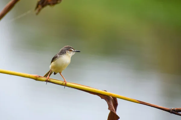 Selective Focus Tyrant Flycatcher Perched Tree Branch Blurred Background — 스톡 사진