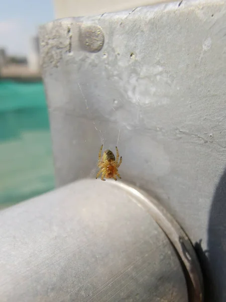 Primer Plano Una Pequeña Araña Sentada Centro Tela Día Soleado — Foto de Stock