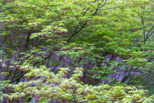 Gałęzie Kwitnącego Japońskiego Klonu Zielonymi Liśćmi — Zdjęcie stockowe