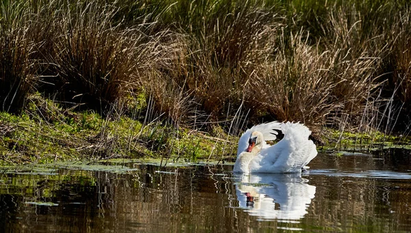 White Swan Swimming Lake Bushes Background — 스톡 사진