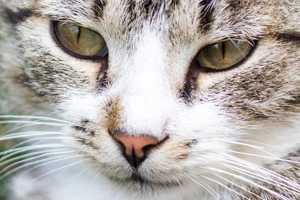 Eine Nahaufnahme Von Einem Katzengesicht — Stockfoto