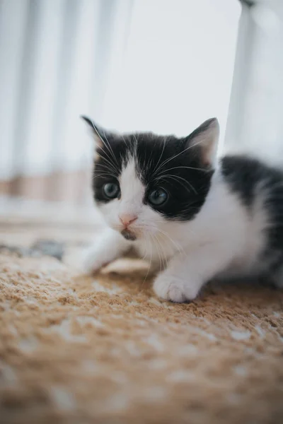 Disparo Vertical Gatito Asustado Con Ojos Azules Una Alfombra —  Fotos de Stock