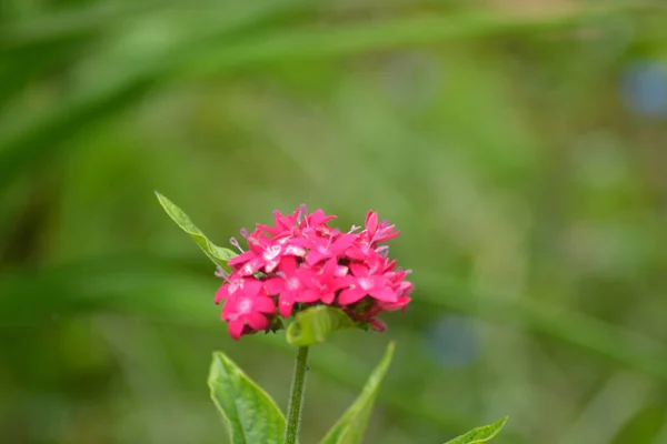 Closeup Shot Pink Egyptian Star Cluster Green Bokeh Background — Stock Photo, Image