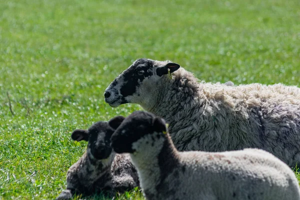 Tiro Perto Ovelhas Peludas Deitadas Campo Verde — Fotografia de Stock