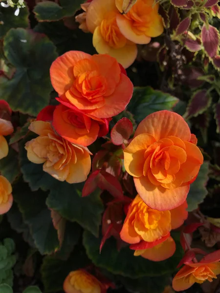 Vertikální Záběr Oranžové Begonie Květiny Zahradě — Stock fotografie