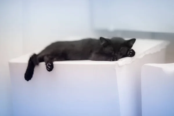 Крупный План Милого Черного Котенка Лежащего Белой Поверхности — стоковое фото
