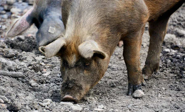 Ein Hausschwein Mit Schmutziger Haut Auf Der Suche Nach Nahrung — Stockfoto