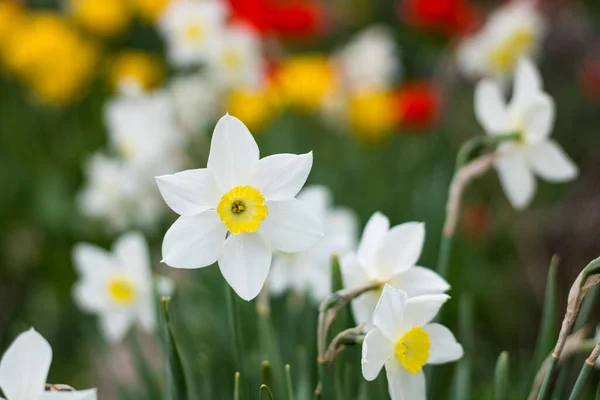Primer Plano Narciso Blanco Jardín —  Fotos de Stock