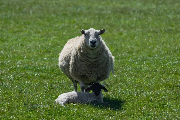 Gros Plan Moutons Fourrure Debout Dans Champ Vert — Photo